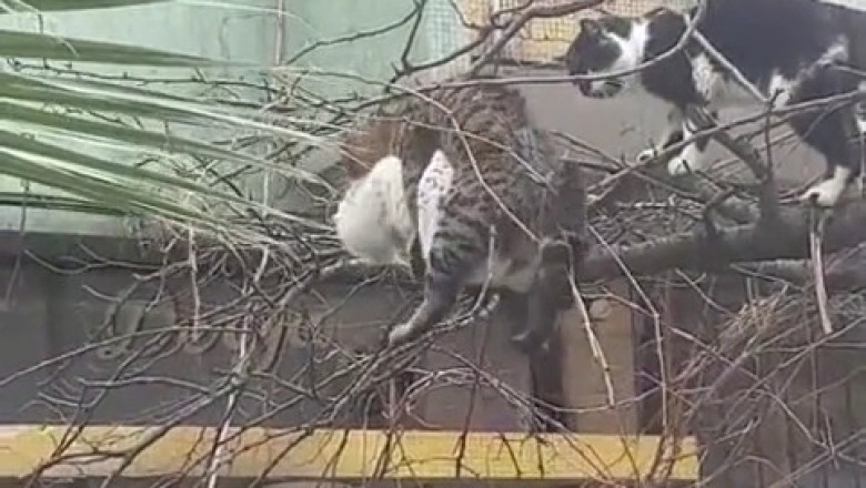 Ultimate Cat Showdown: When Felines Clash!