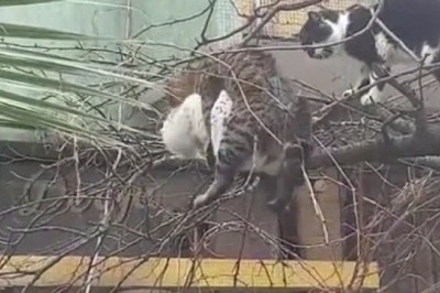 Ultimate Cat Showdown: When Felines Clash!