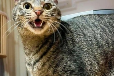 Unlocking the Secret Language of Cats: Heartwarming Welcome Rituals That Will Melt Your Heart!