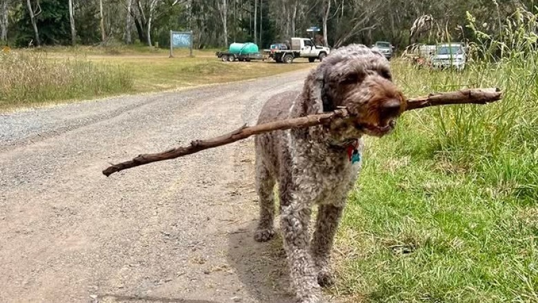 Wands in the Wild: Exploring Why Dogs Love to Carry Sticks