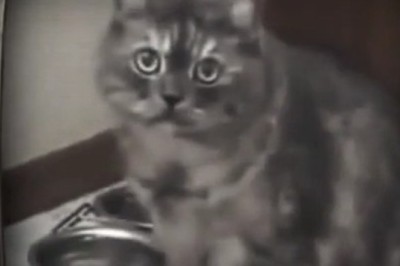 When Cats Sing: the Unexpectedly Beautiful Cat Vocals!
