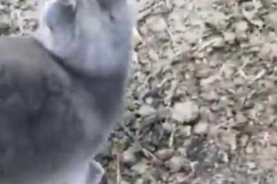 When Curiosity Met Catastrophe: Iron Column Chronicles!