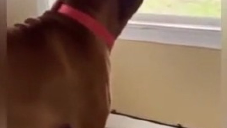When Your Dog Thinks They're a Wolf: Hilarious Howling Compilation!