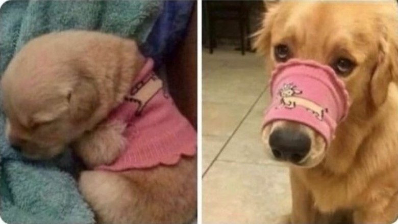 20 Adorable Dog Memes That Will Make You Smile!