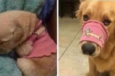 20 Adorable Dog Memes That Will Make You Smile!