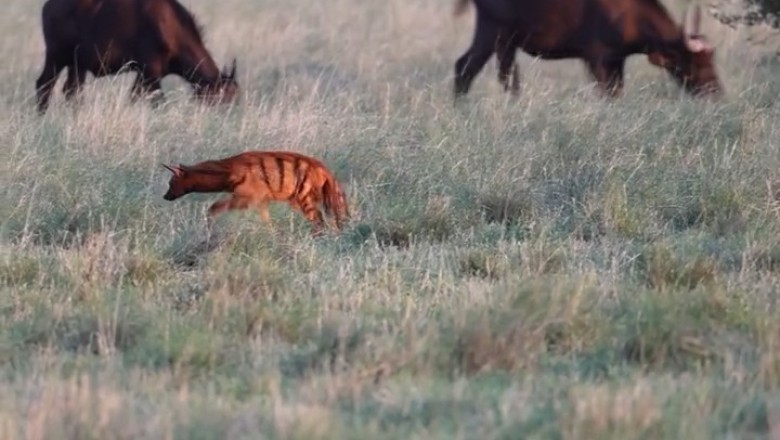 Aardwolves Scent Marking Among Buffalo: An Unexpected Wildlife Encounter at Mapesu Private Game Reserve