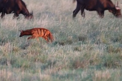 Aardwolves Scent Marking Among Buffalo: An Unexpected Wildlife Encounter at Mapesu Private Game Reserve