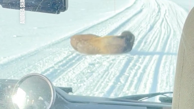 Bison Boogie: Canadian Family Dances in the Snow During a Snowstorm Encounter