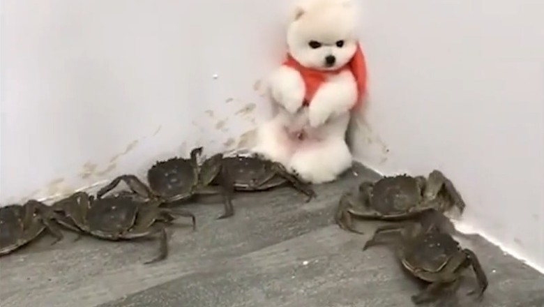 Claw-some Surprise: Cute Dog vs. Scary Crab – You Won't Believe Their Reaction!