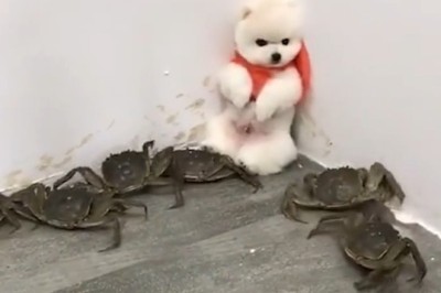 Claw-some Surprise: Cute Dog vs. Scary Crab – You Won't Believe Their Reaction!