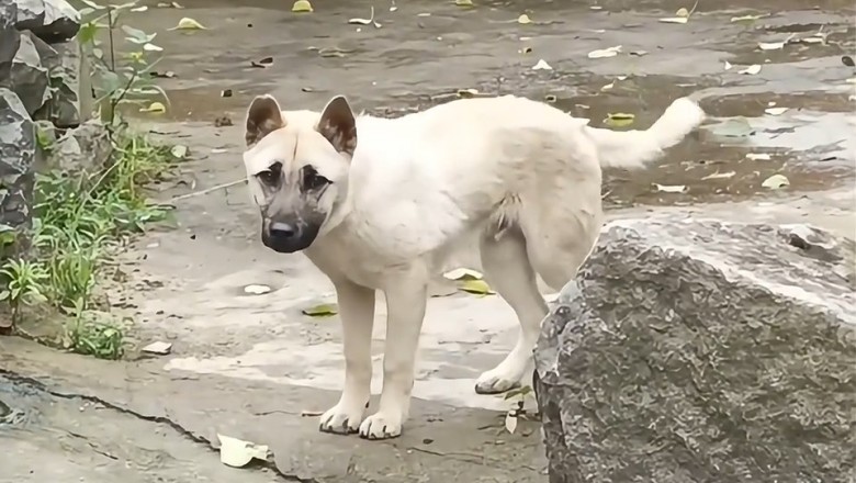 Dogs Busting Moves: Hilarious Dancing Dogs Compilation!