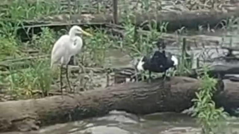 Epic Showdown: Salty Shosho Birds Go Head-to-Head in a Hilarious Feathery Fight!