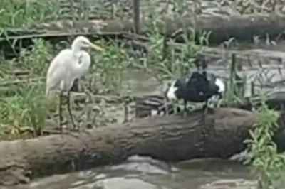 Epic Showdown: Salty Shosho Birds Go Head-to-Head in a Hilarious Feathery Fight!