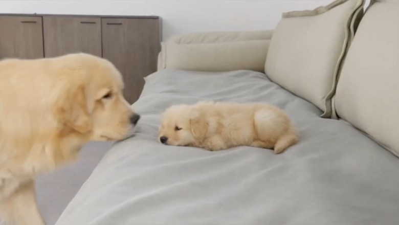 Golden Retriever's Adorable Reaction to a Sleeping Puppy! 🐾