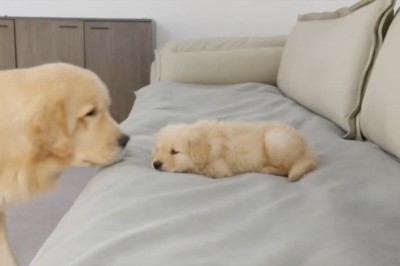 Golden Retriever's Adorable Reaction to a Sleeping Puppy! 🐾