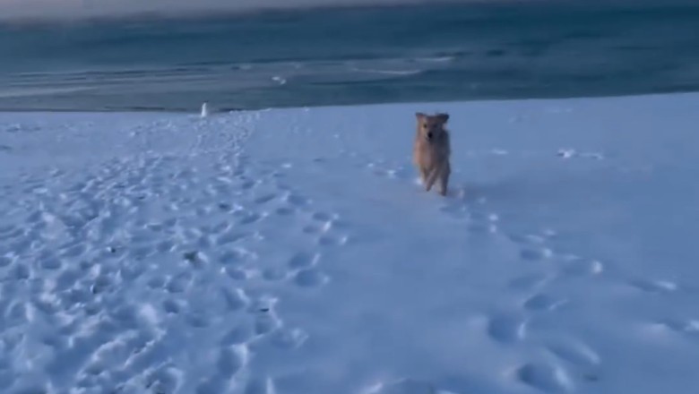 Golden Retriever's Hilarious Quest for Snow on the Beach!