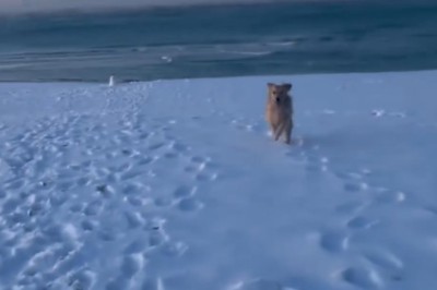 Golden Retriever's Hilarious Quest for Snow on the Beach!