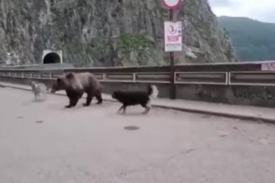 Hilarity Ensues: Dogs Take on Bear in Epic Street Showdown!