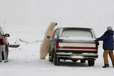 Living with Giants: The Unique Coexistence of Humans and Polar Bears in Churchill, Canada