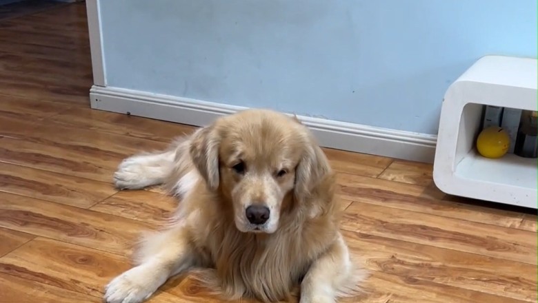 Oops, Xiaobu! Doggy's Thoughts Written All Over His Face - Cutest Pet Reactions!