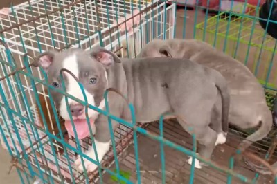 Small but Mighty: Adorable Dogs That Will Melt Your Heart!