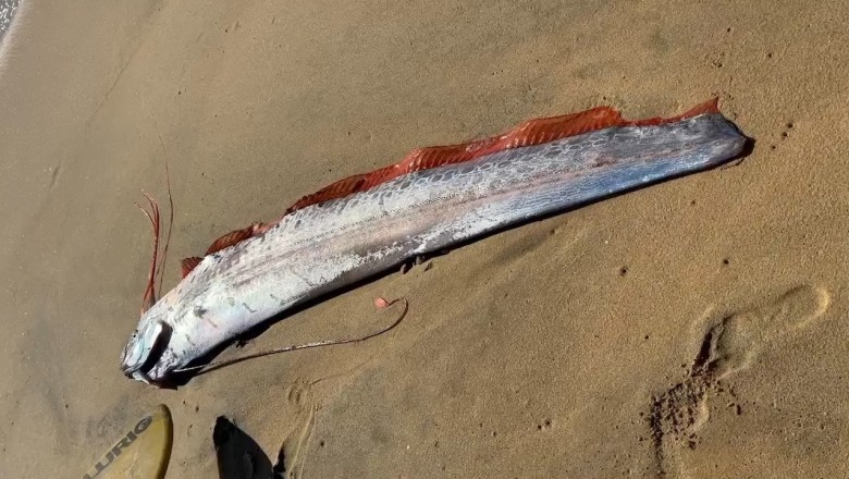 Surfers Rescue ‘Doomsday’ Oarfish on Cabo San Lucas Beach, Stirring Disaster Fears