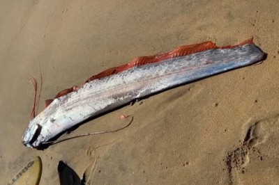 Surfers Rescue ‘Doomsday’ Oarfish on Cabo San Lucas Beach, Stirring Disaster Fears