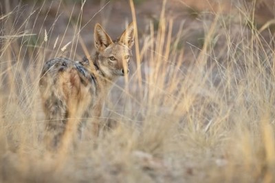 The Marvelous Adaptability of the Black-Backed Jackal: Nature’s Ingenious Predator