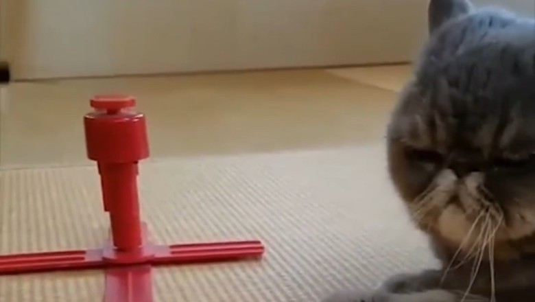 These Cats Are Winning the Internet with Their Hilarious Antics!