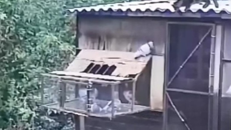 Unexpected Chaos: Wild Cat vs. Pigeon Nest – Dog Joins the Mayhem!