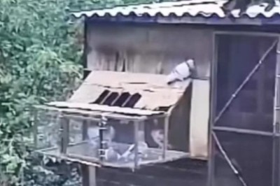 Unexpected Chaos: Wild Cat vs. Pigeon Nest – Dog Joins the Mayhem!