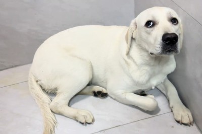 When the Cold Hits: Hilarious Shivering Dog Moments!