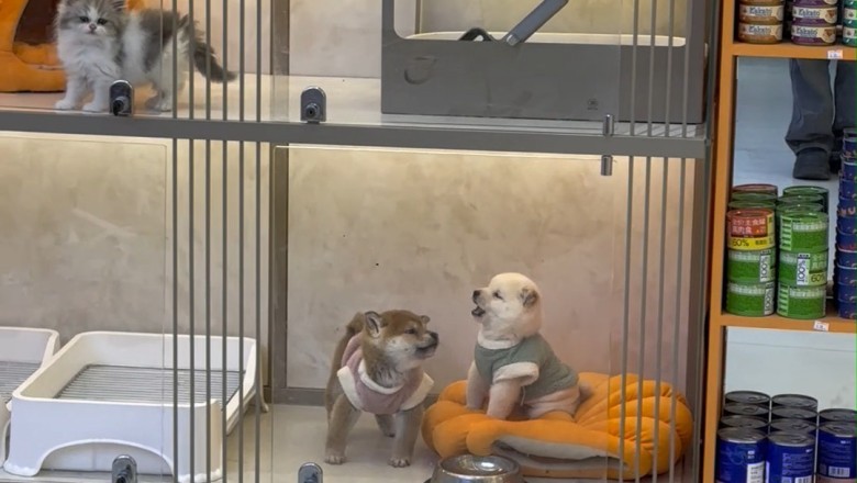 Barking Buddies: The Comedy of Canine Conversations!