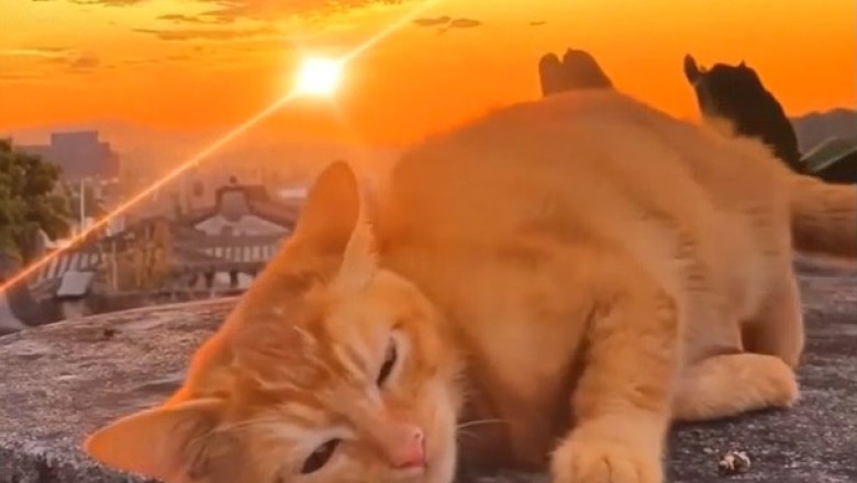 Cat's Adorable Sunset Moments: Relaxing Feline Vibes!