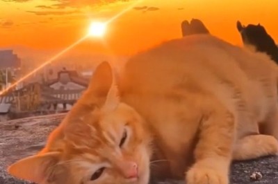Cat's Adorable Sunset Moments: Relaxing Feline Vibes!