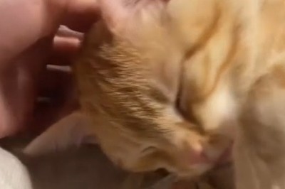 Cat vs. Tail: The Epic Battle!