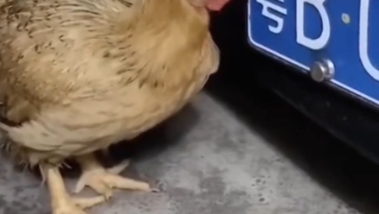 Chicken vs. Car: The Hilarious Matrix Dive!