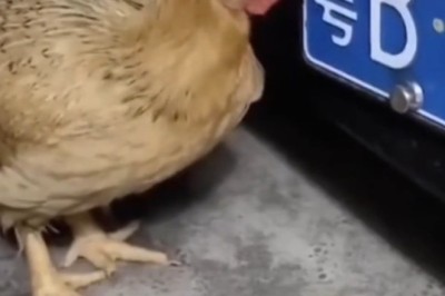 Chicken vs. Car: The Hilarious Matrix Dive!