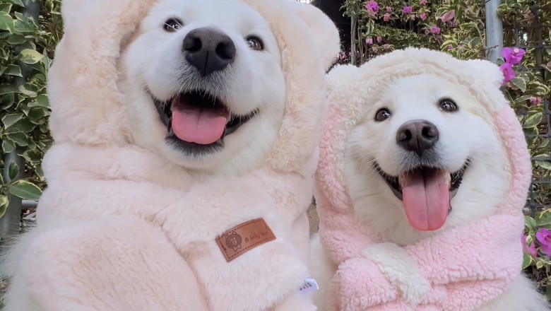 Doggo Selfie Shenanigans: Canine Cuties Capture the Moment!