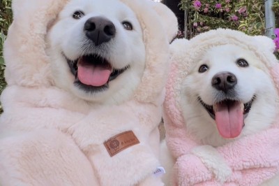 Doggo Selfie Shenanigans: Canine Cuties Capture the Moment!