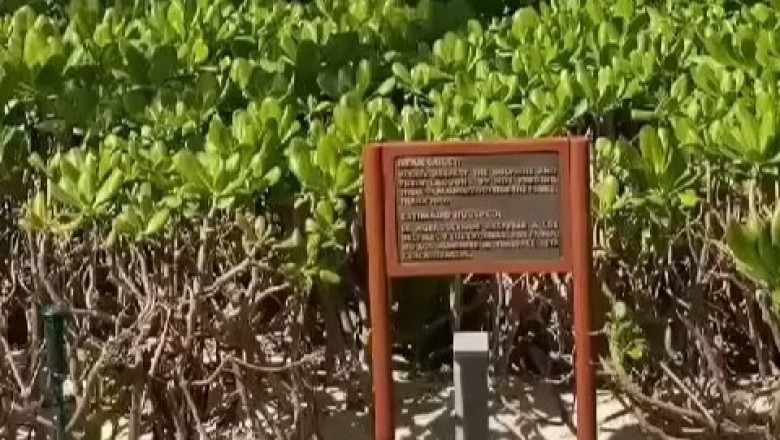 Dolphin Dies in Devastating Stunt at Barceló Maya Grand Resort, Spark Outrage