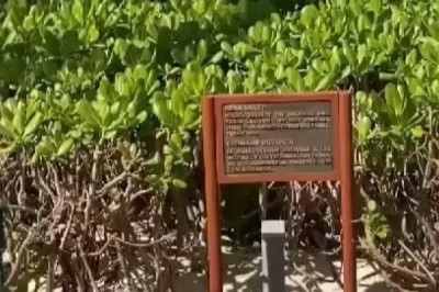 Dolphin Dies in Devastating Stunt at Barceló Maya Grand Resort, Spark Outrage
