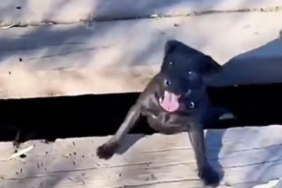 Epic Fails and Funny Faces: The Best of Our Pet Comedy Gold!