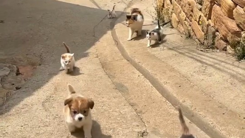 Hilarious Cat vs. Kittens and Puppies Showdown: Who Will Win the Cuteness Battle?