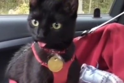 Hilarious Pet Fails: Guaranteed Laughs & Cutest Moments!