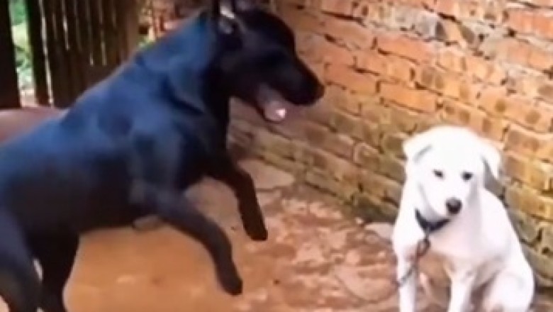 Hilarious Pets: The Ultimate Compilation of Furry Funnies!