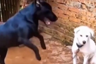 Hilarious Pets: The Ultimate Compilation of Furry Funnies!