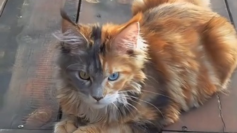 Meet the Most Beautiful Cat: A Purrfectly Funny Adventure!