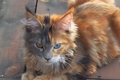 Meet the Most Beautiful Cat: A Purrfectly Funny Adventure!