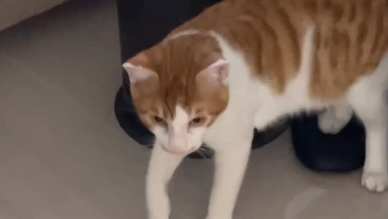 Naughty Cat Momo Turns Home into a Water Park: Cora's Hilarious Flooding Mishap